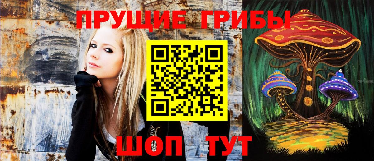 Звенигород  Псилоцибиновые грибы Psilocybe  Вход с VPN 
